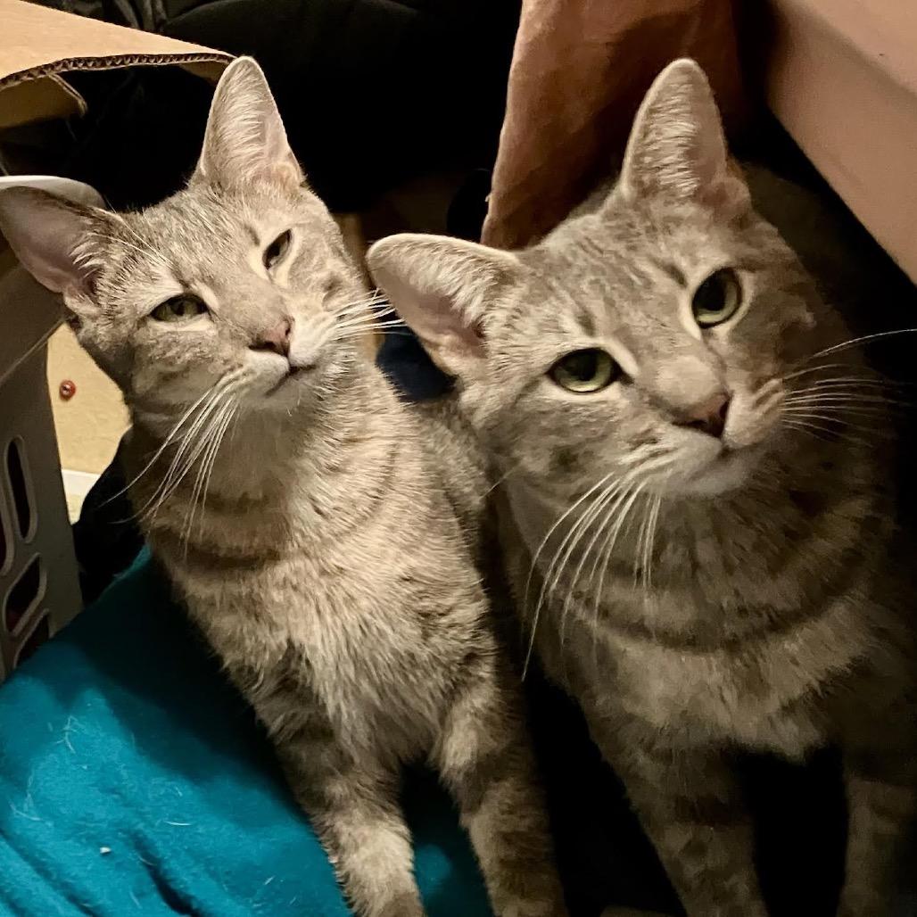 Enlarge Emmy (bonded with Grammy), a Adoptable Domestic Short Hair in Madison, WI image 2/3