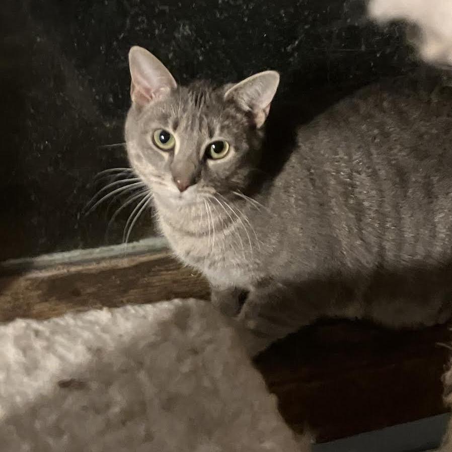 Enlarge Emmy, a Adoptable Domestic Short Hair in Madison, WI image 3/3