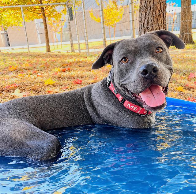 NEVILLE, Adoptable, Young Male Pit Bull Terrier.