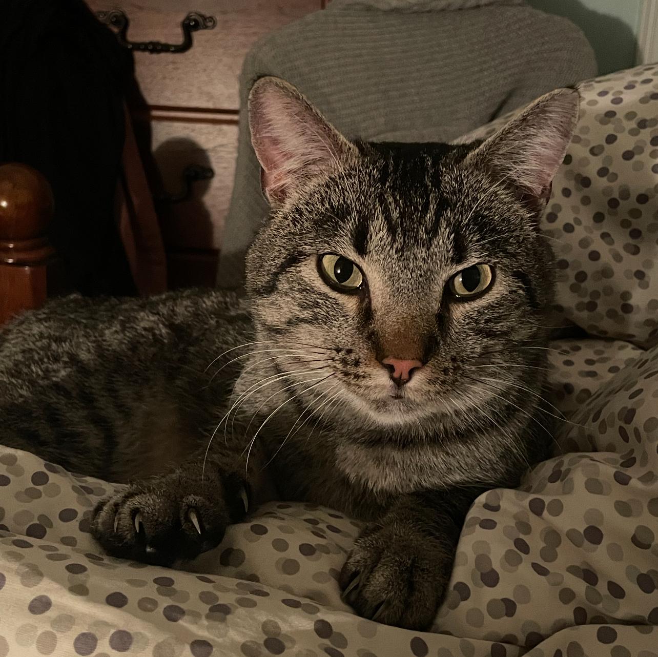 Teddy 2, Adoptable, Adult Male Domestic Short Hair.