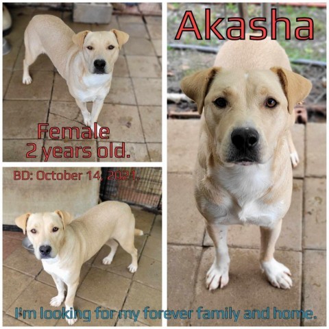 Akasha, Adult Female Mixed Breed