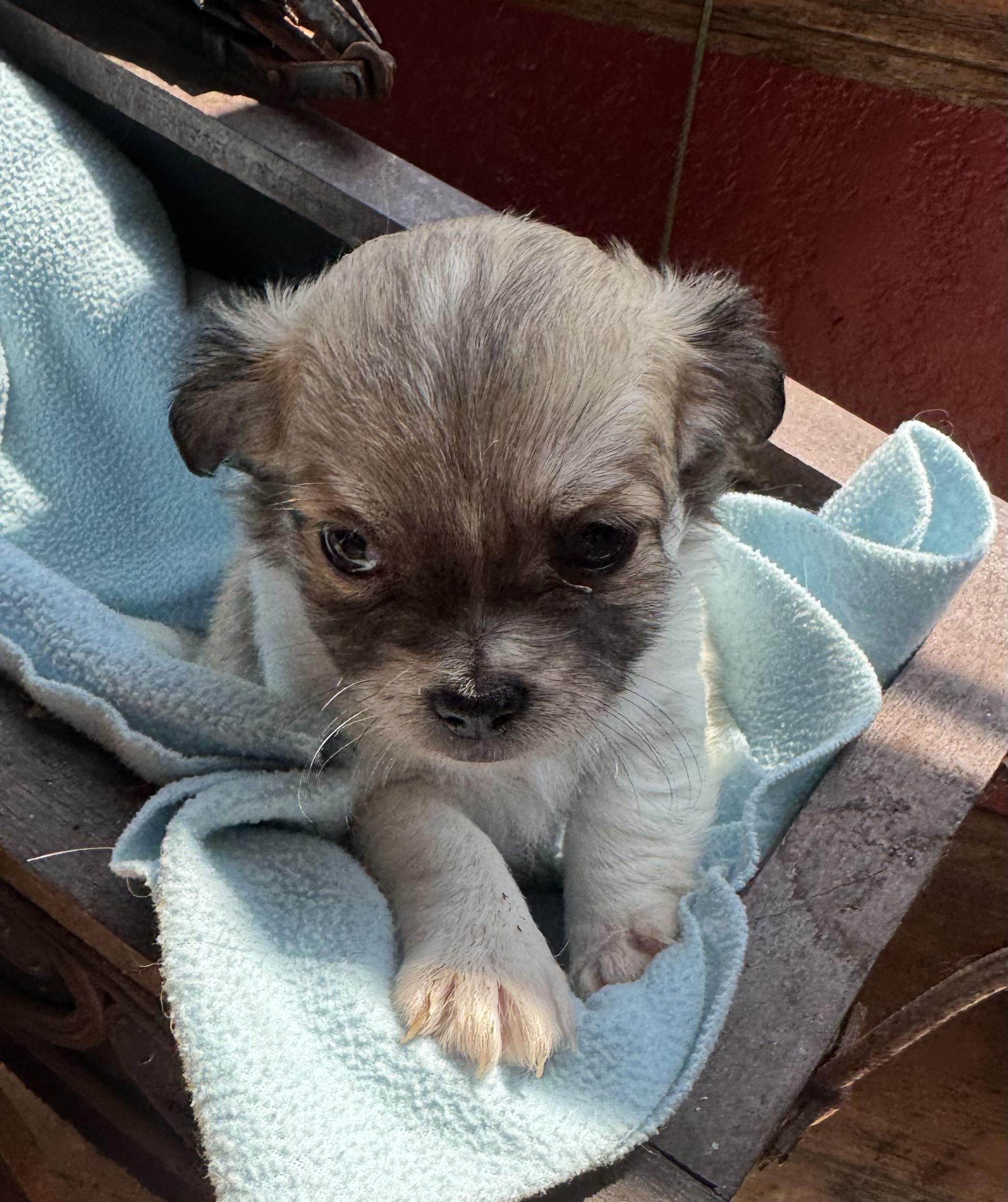 Liam, a ADOPTABLE mixed breed in Glenwood City, WI image 3/3