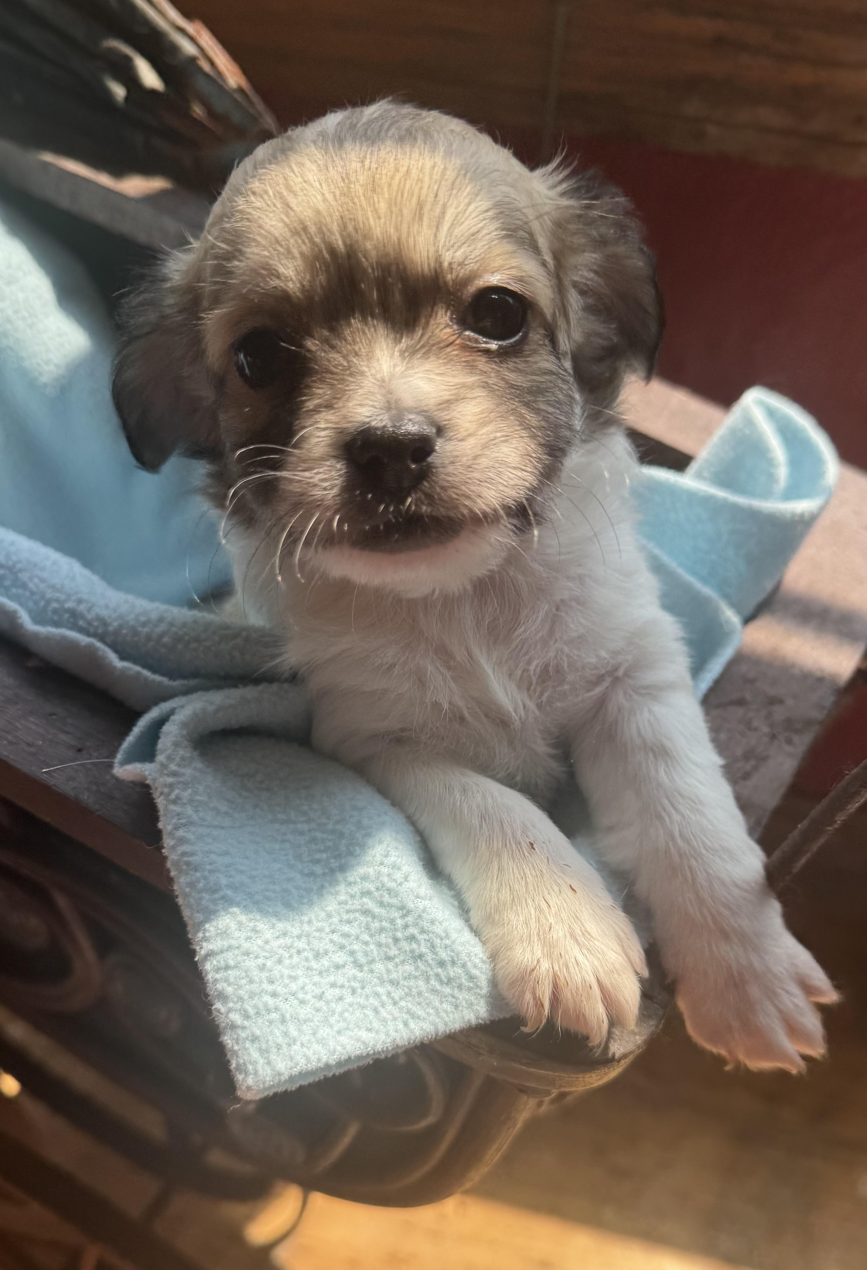 Liam, ADOPTABLE, Puppy Male Pekingese & Chihuahua.