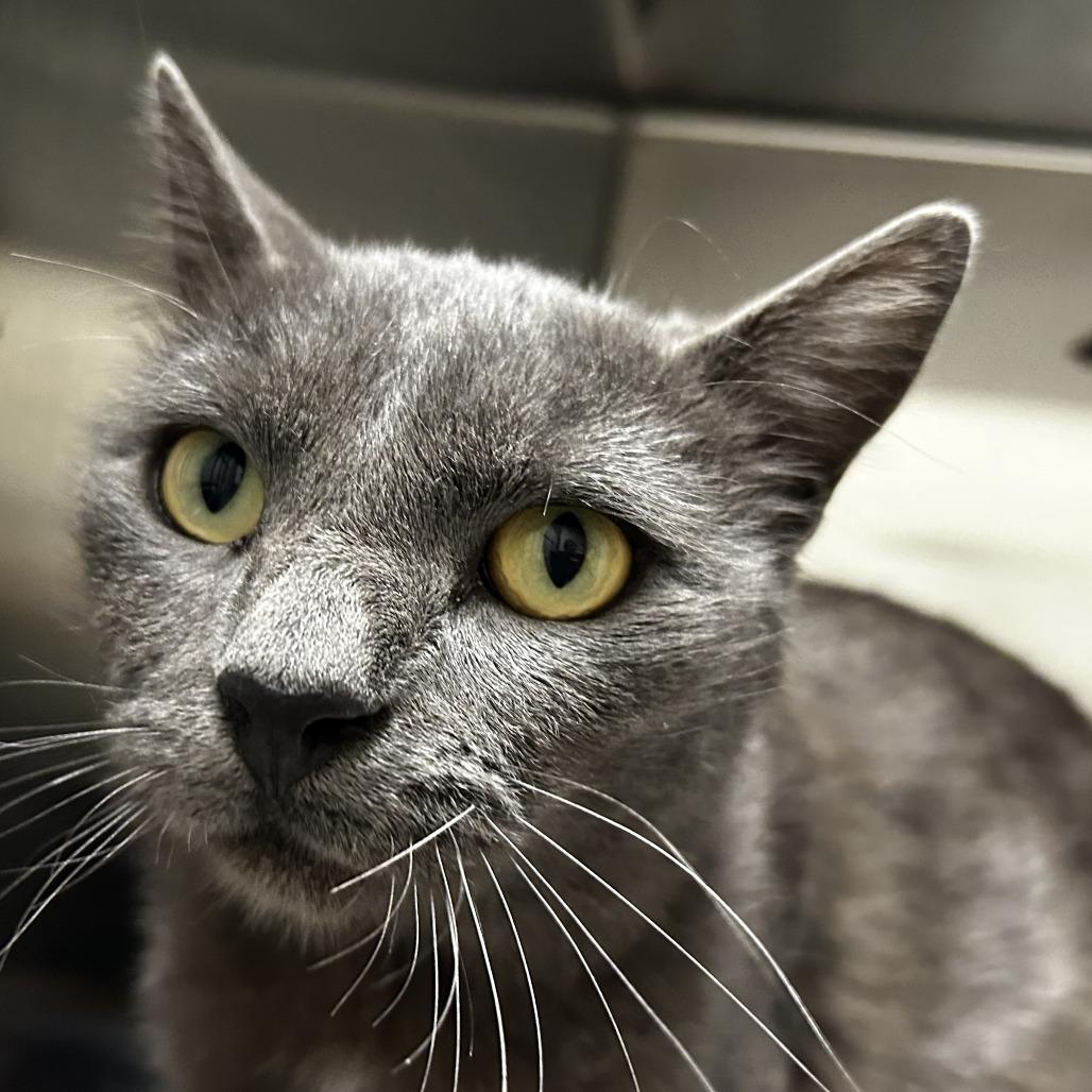 Enlarge Silver, a Adoptable Domestic Short Hair in Cody, WY image 1/3