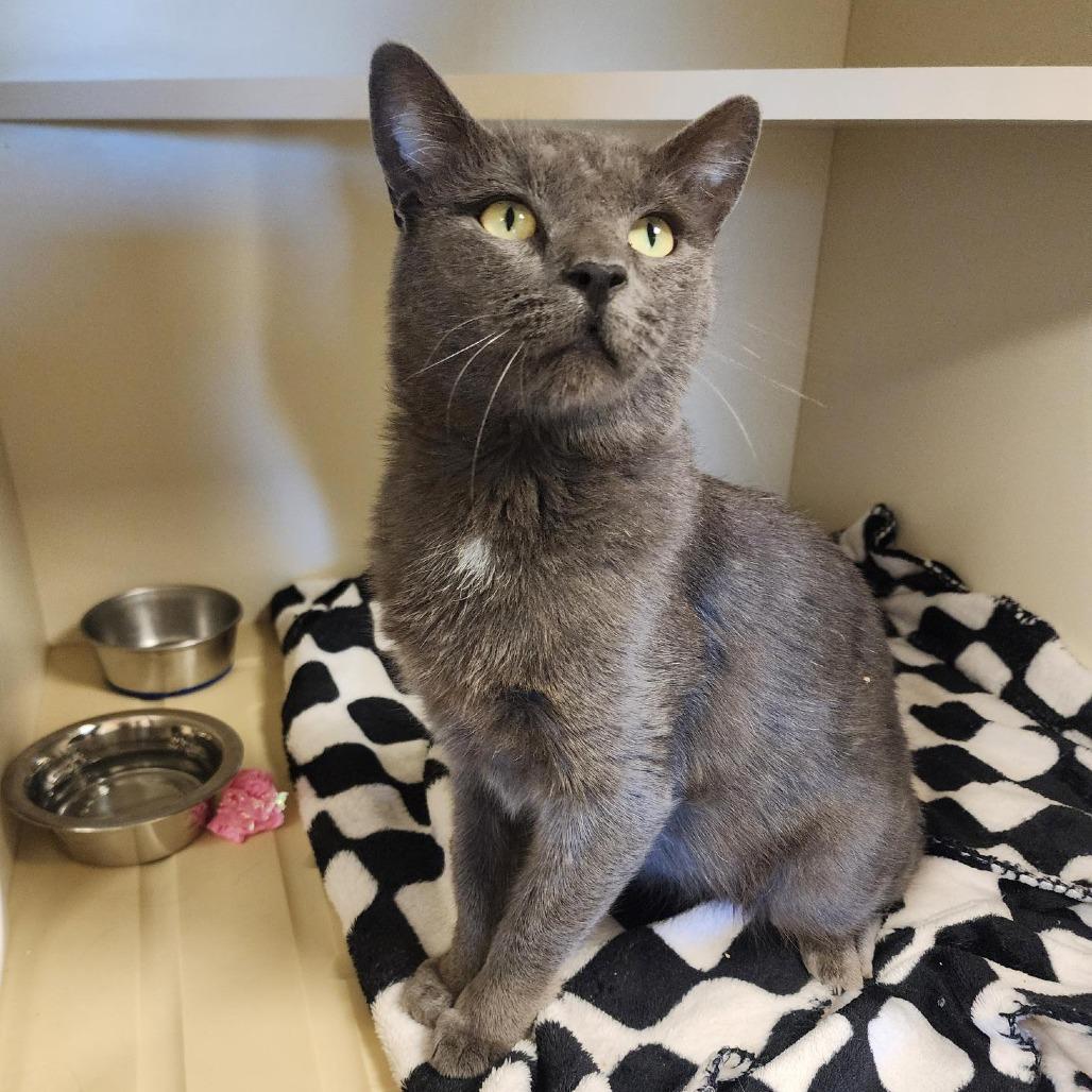 Enlarge Silver, a Adoptable Domestic Short Hair in Cody, WY image 2/3