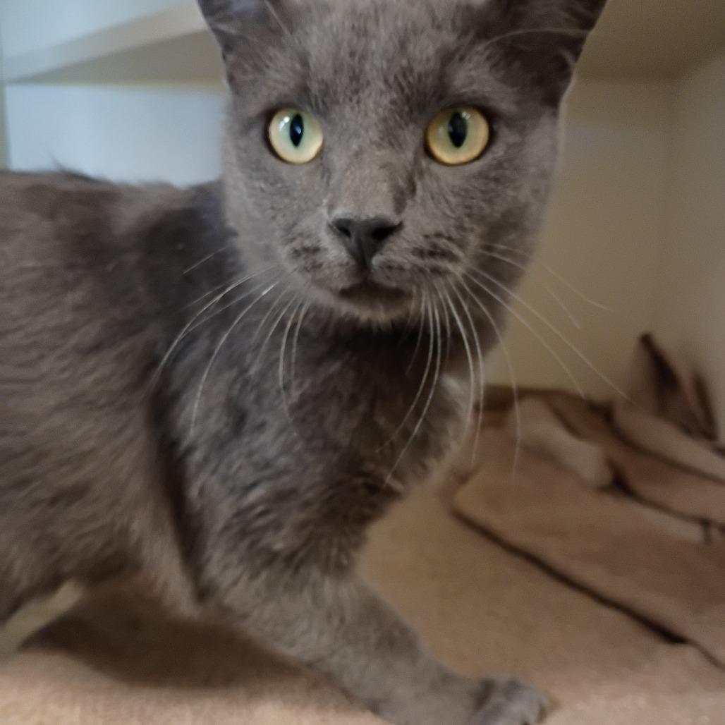 Enlarge Silver, a Adoptable Domestic Short Hair in Cody, WY image 3/3