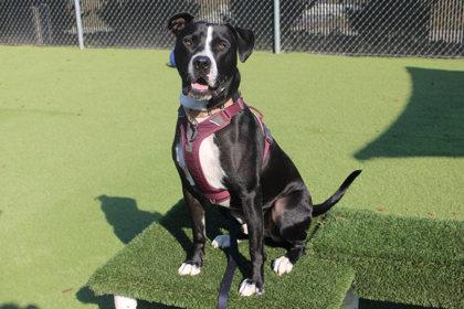 Murphy, Adoptable, Adult Male Pit Bull Terrier & Mixed Breed.
