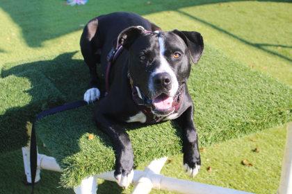 Murphy, a Adoptable mixed breed in Kansas City, MO image 2/2