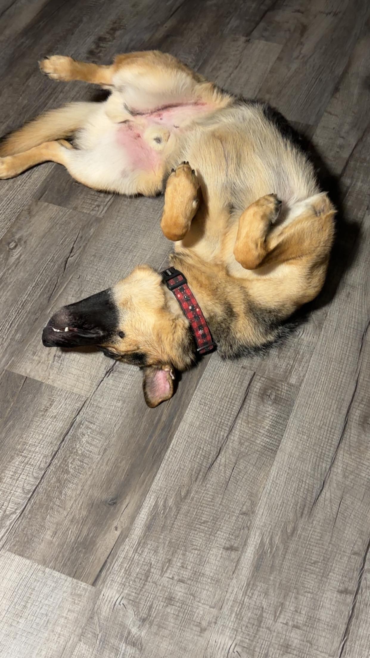 Quasi/Courtesy Post, a ADOPTABLE German Shepherd Dog in Medfield, MA image 2/3