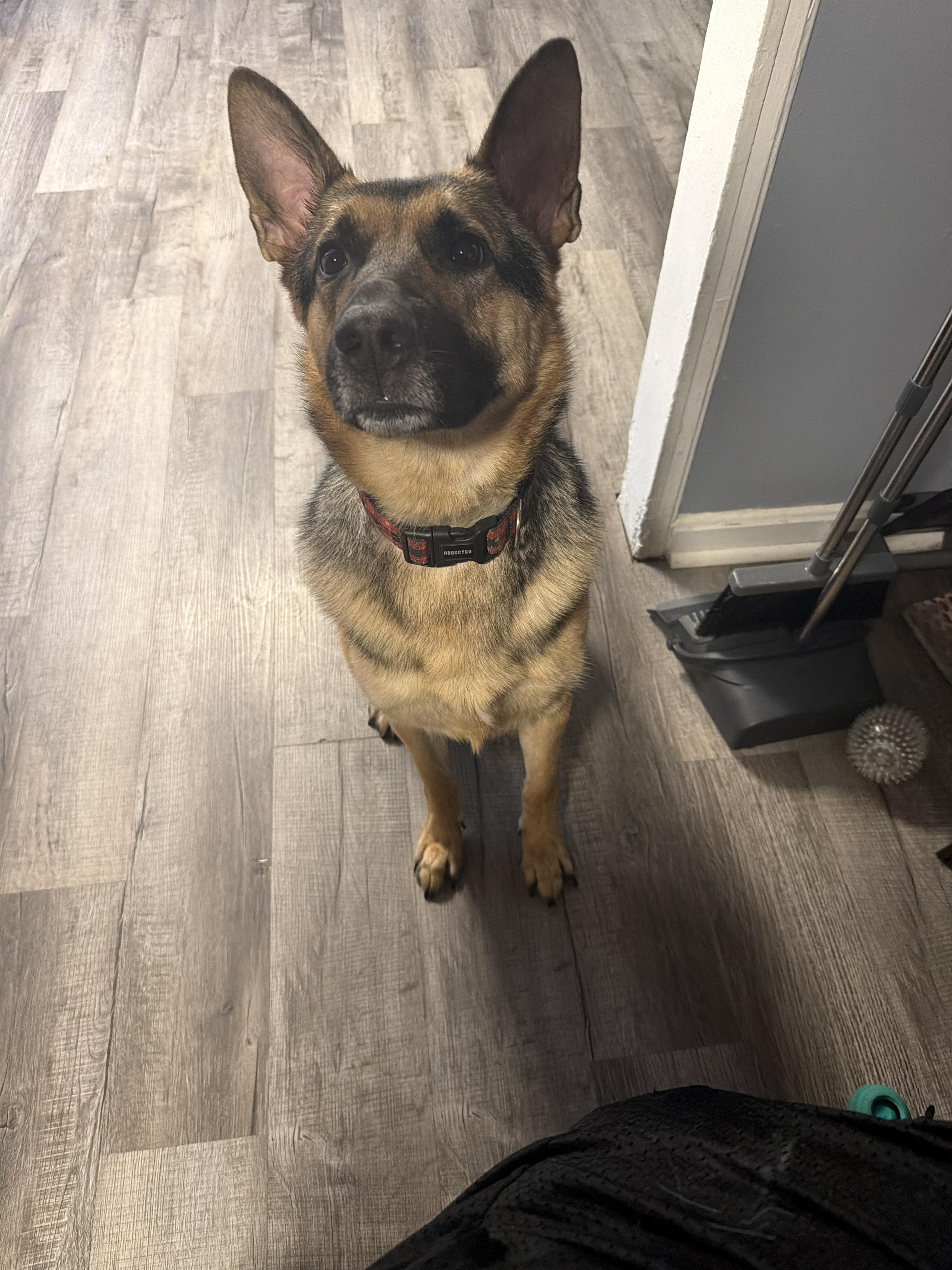 Quasi/Courtesy Post, a ADOPTABLE German Shepherd Dog in Medfield, MA image 3/3