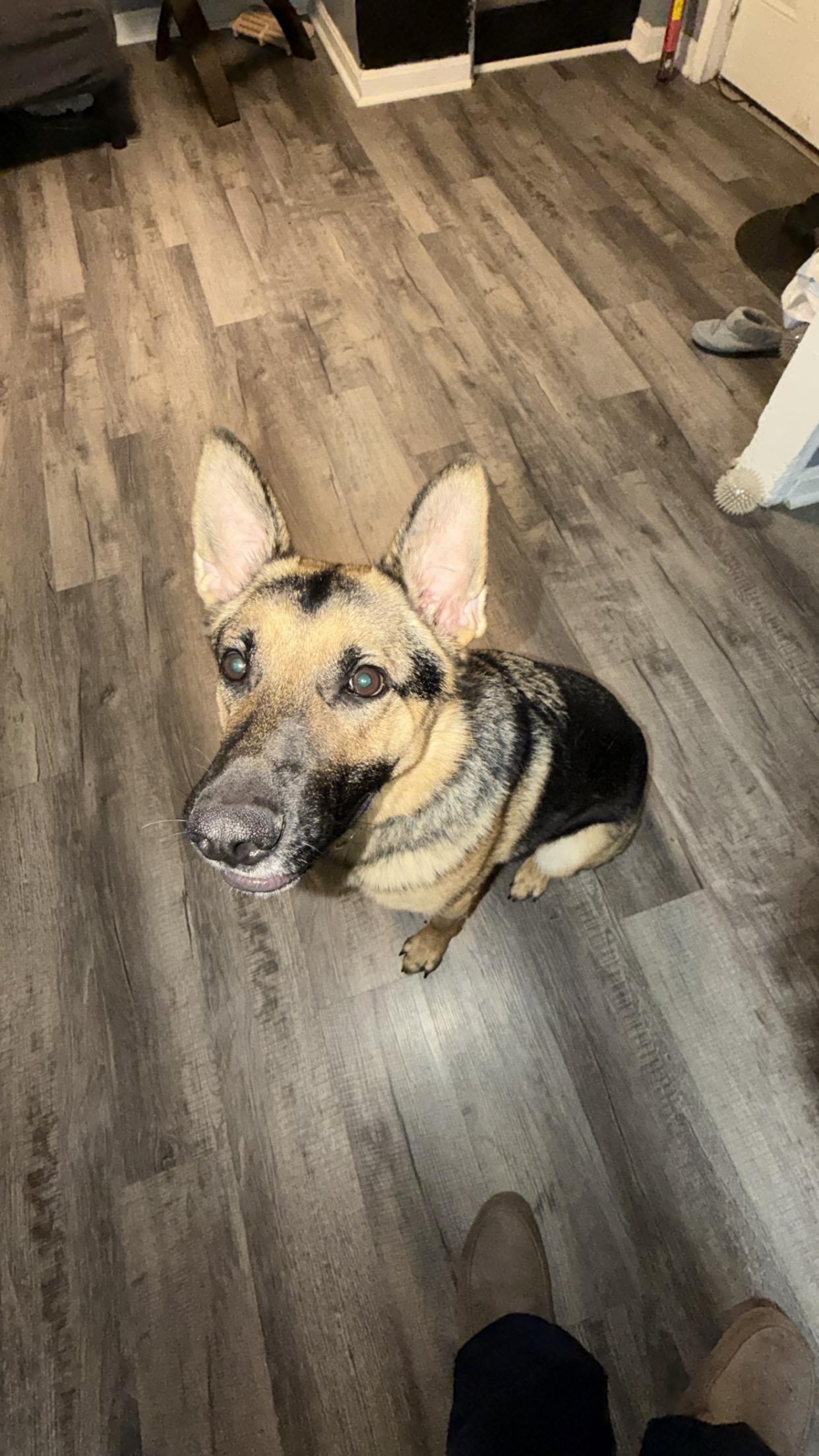 Quasi/Courtesy Post, ADOPTABLE, Adult Male German Shepherd Dog.