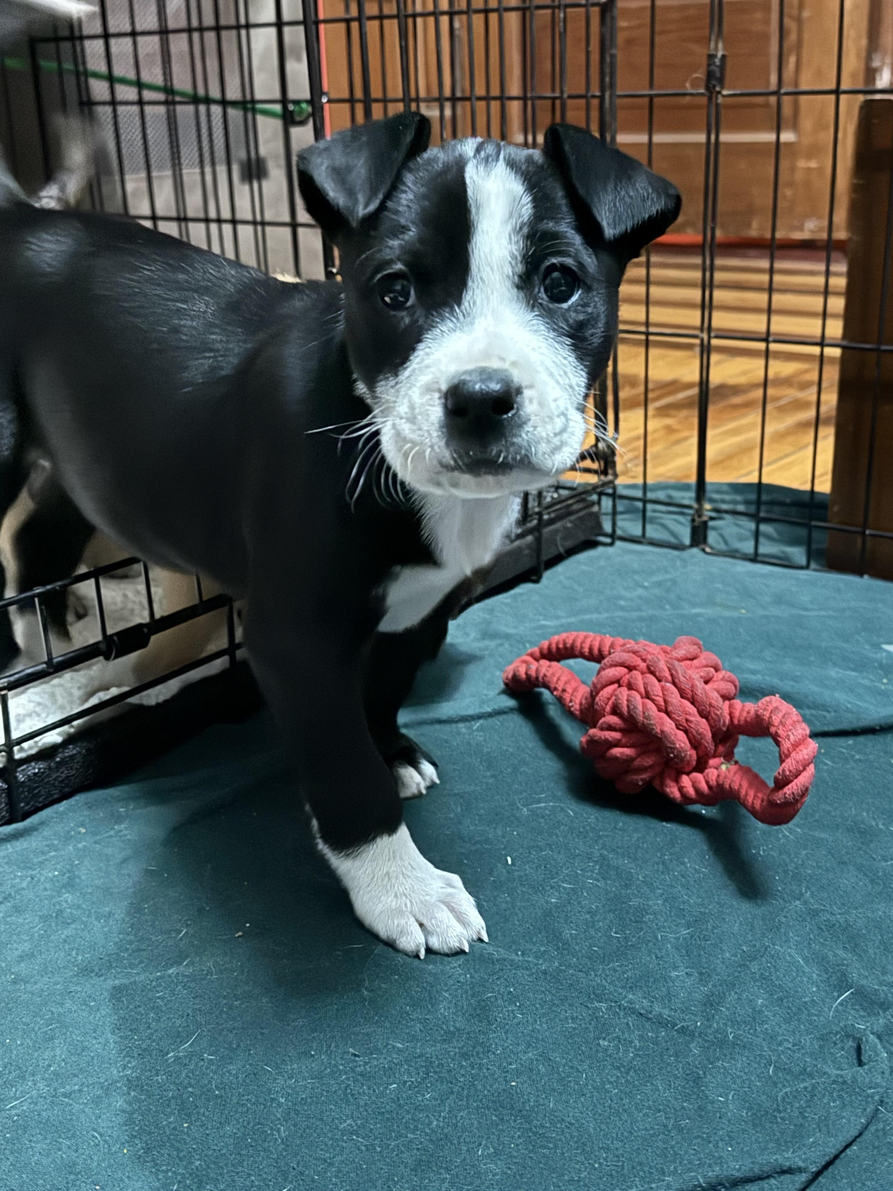 Monica, Adoptable, Puppy Female Siberian Husky & Pit Bull Terrier.