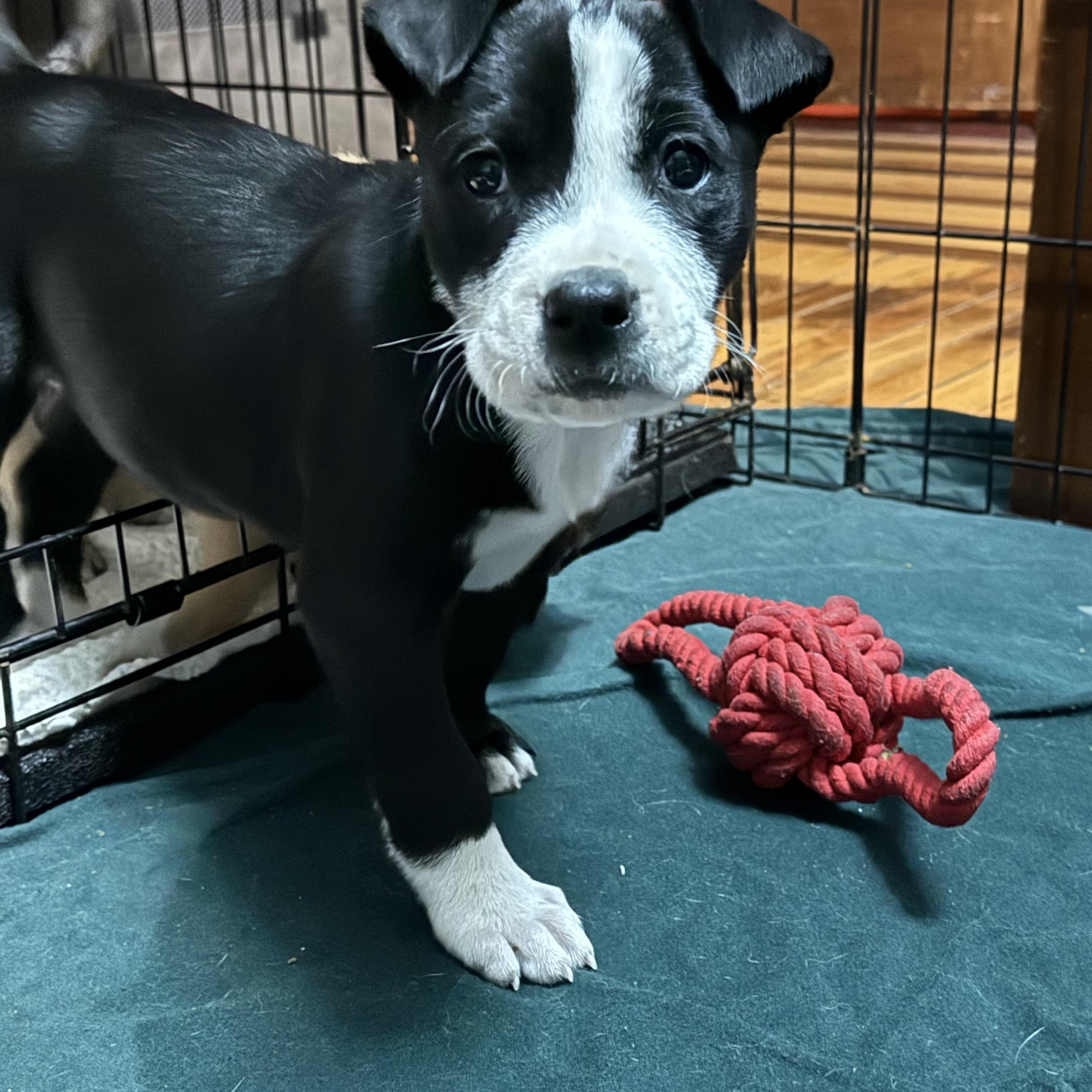 Enlarge Monica, an adopted mixed breed in Cary, IL image 1/1