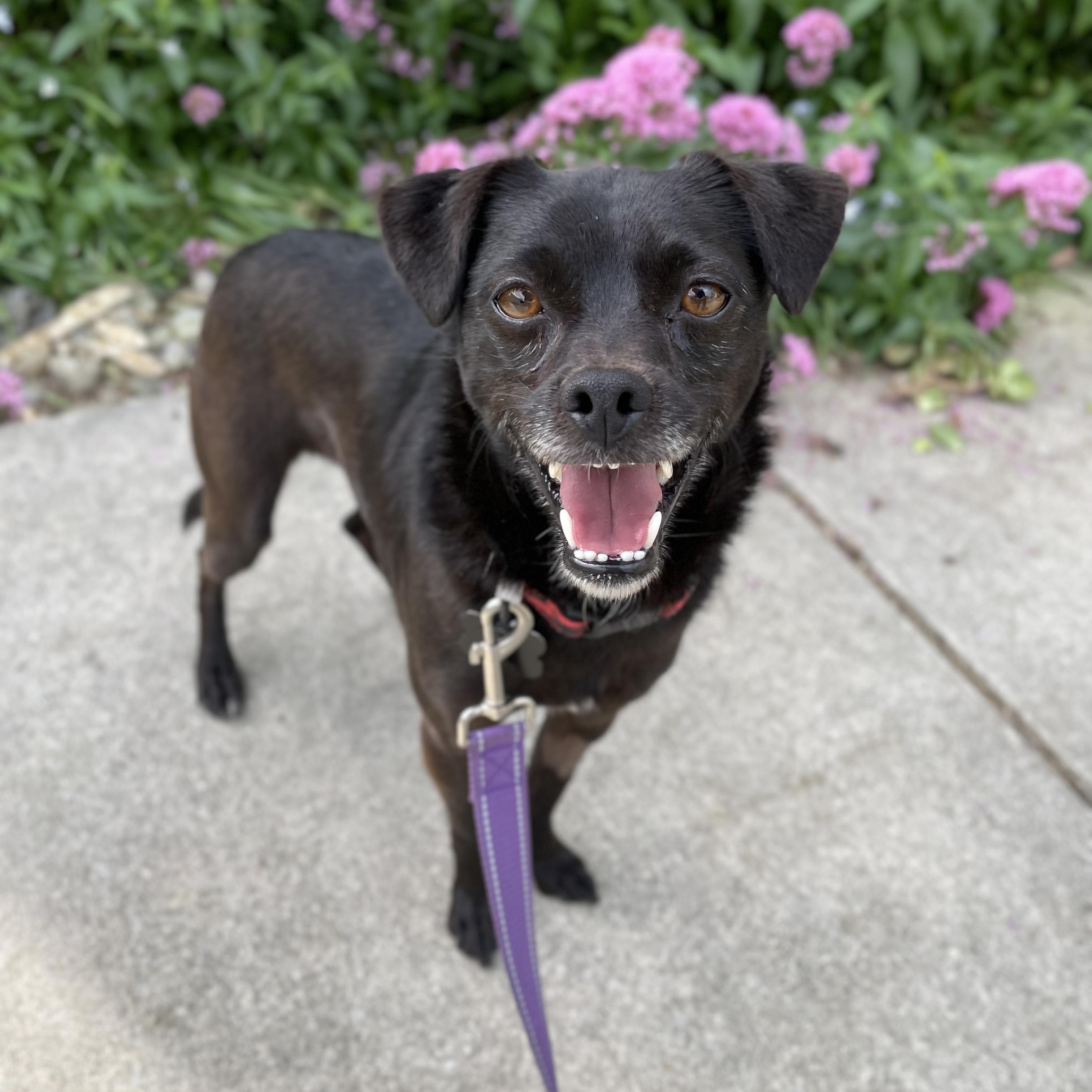 Enlarge Benji, a Adoptable mixed breed in Hollister, CA image 6/6