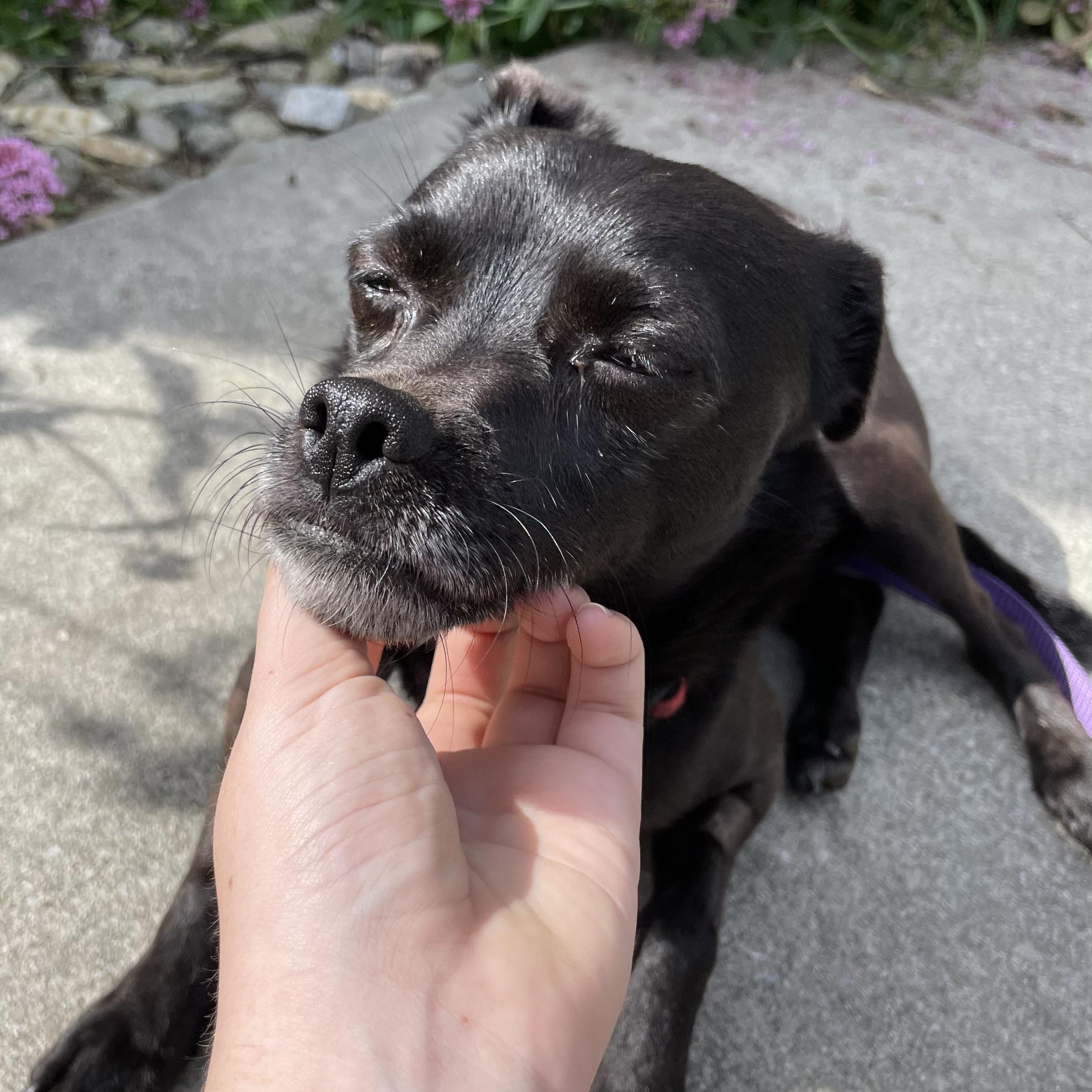 Enlarge Benji, a Adoptable mixed breed in Hollister, CA image 4/6