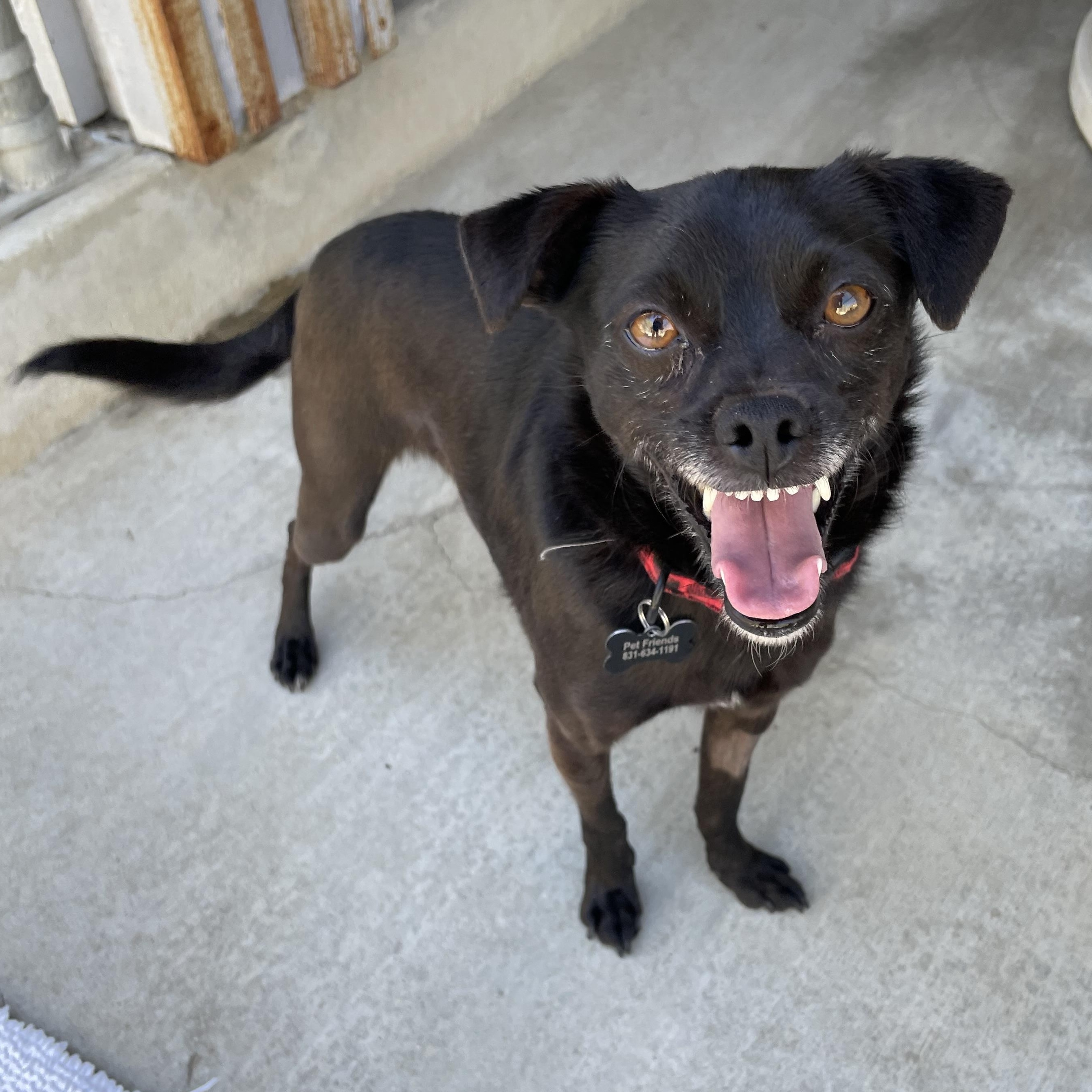 Enlarge Benji, a Adoptable mixed breed in Hollister, CA image 3/6