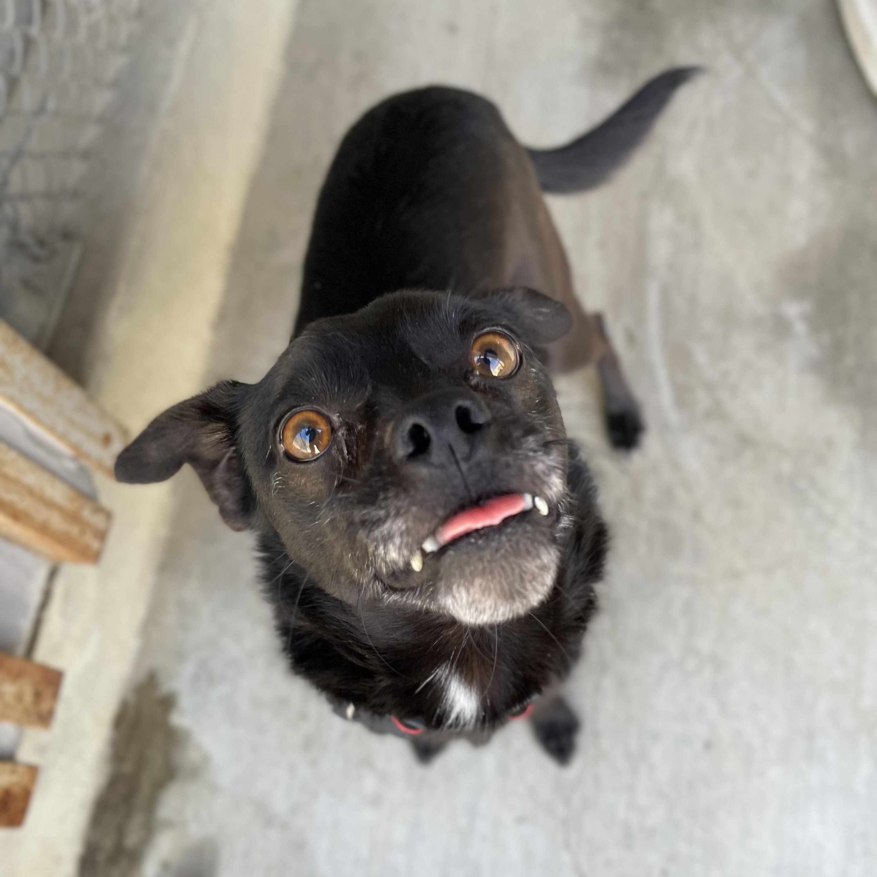 Enlarge Benji, a Adoptable mixed breed in Hollister, CA image 2/6
