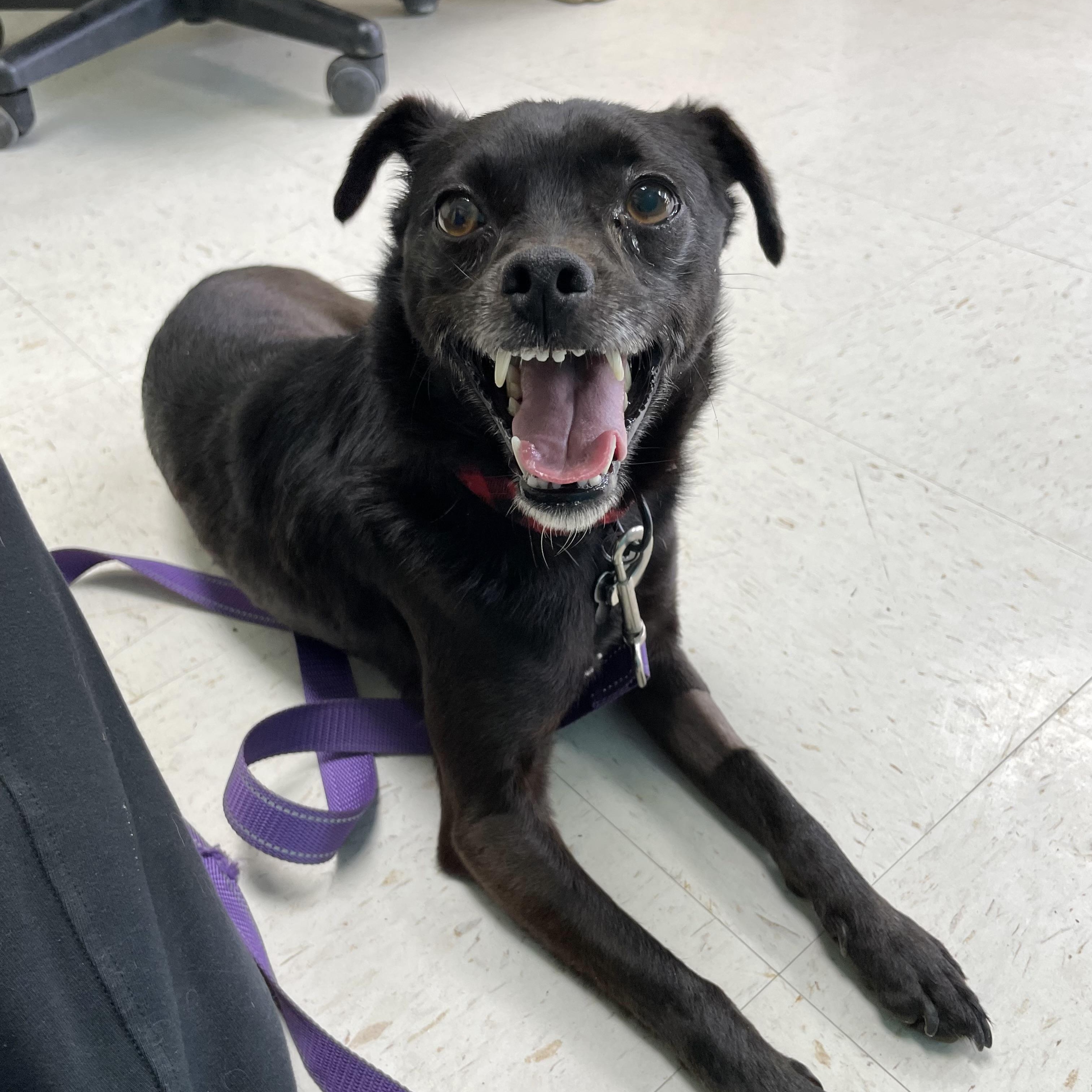 Enlarge Benji, a Adoptable mixed breed in Hollister, CA image 5/6