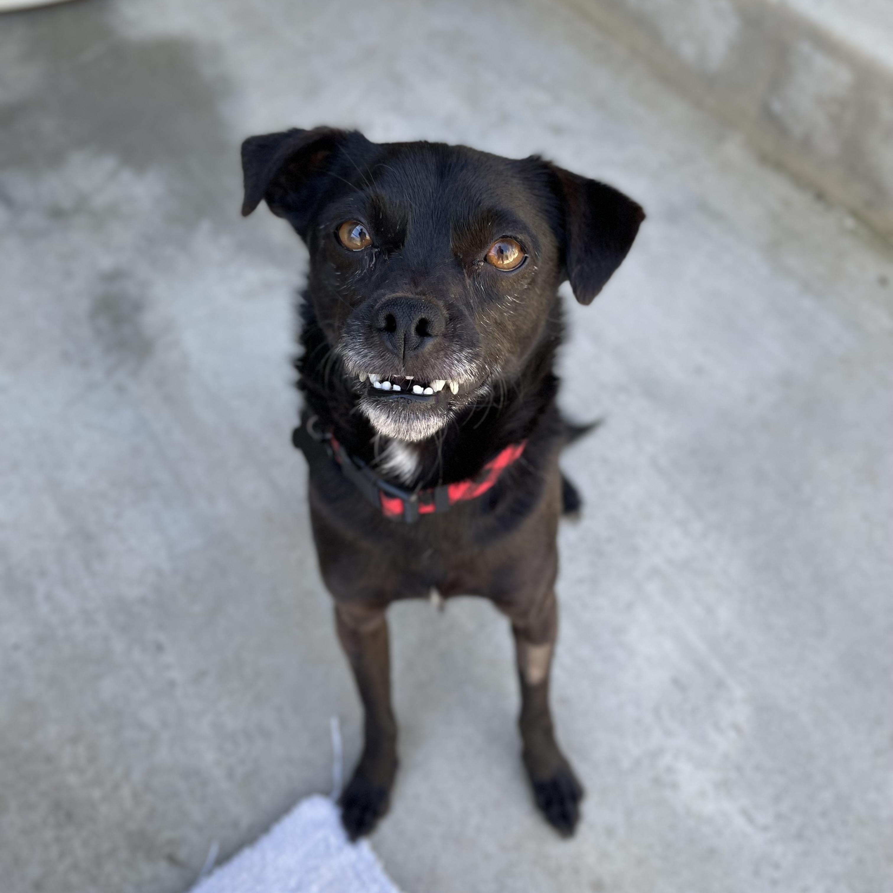 Enlarge Benji, a Adoptable mixed breed in Hollister, CA image 1/6