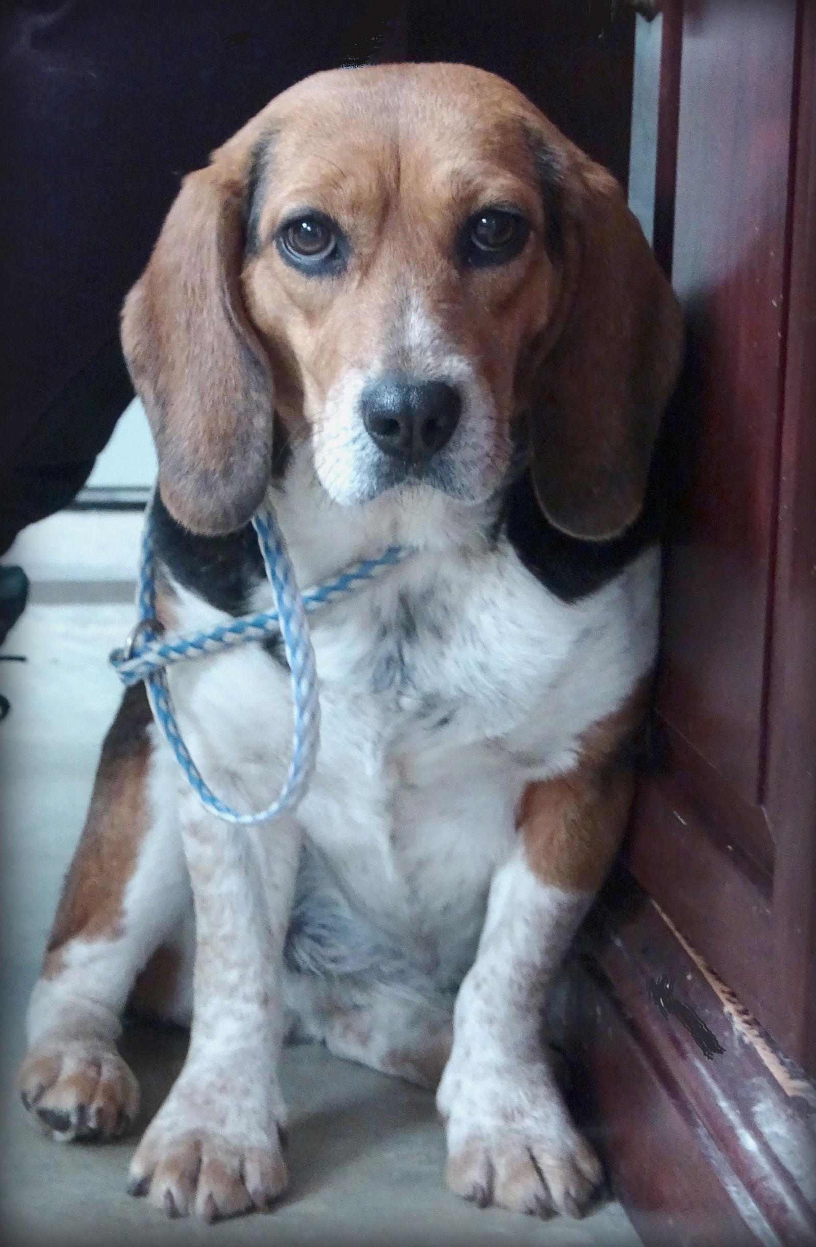 Lola, Adoptable, Adult Female Beagle & Hound.