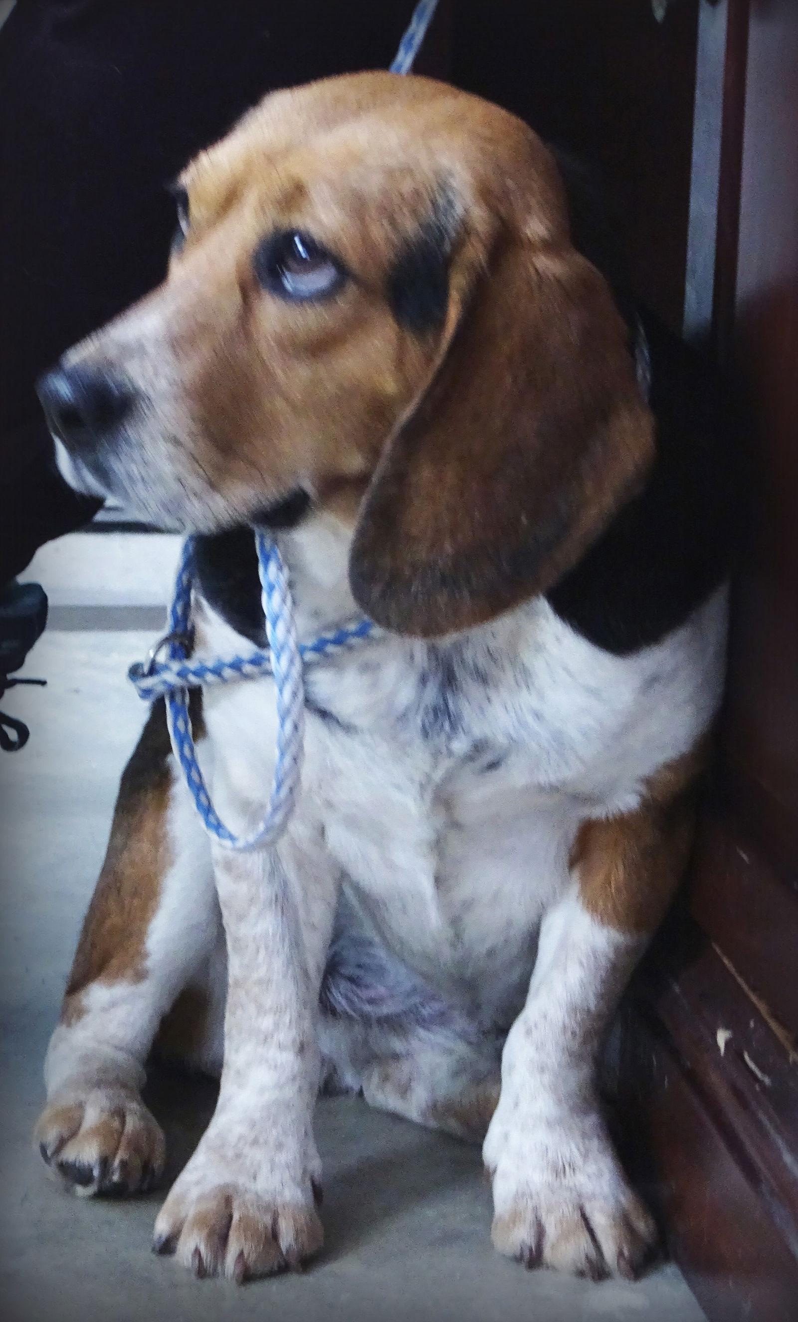 Lola, a Adoptable mixed breed in Holly Springs, MS image 2/3