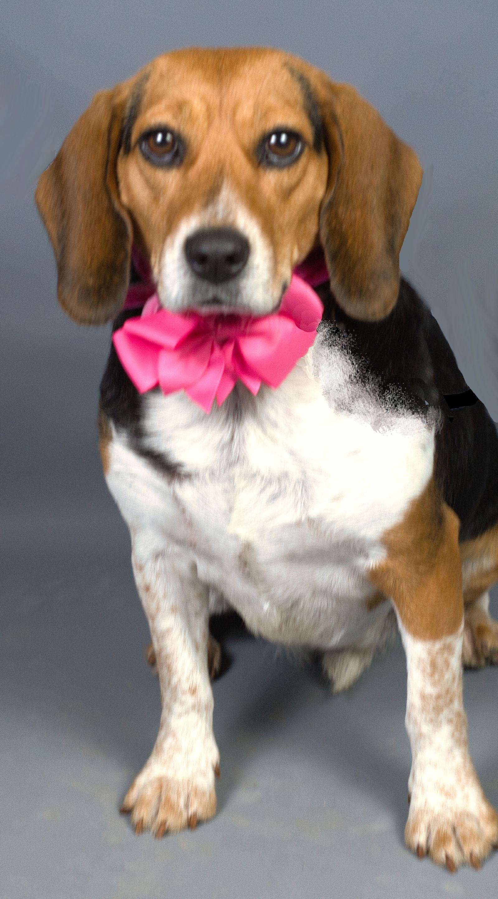 Lola, a Adoptable mixed breed in Holly Springs, MS image 3/3