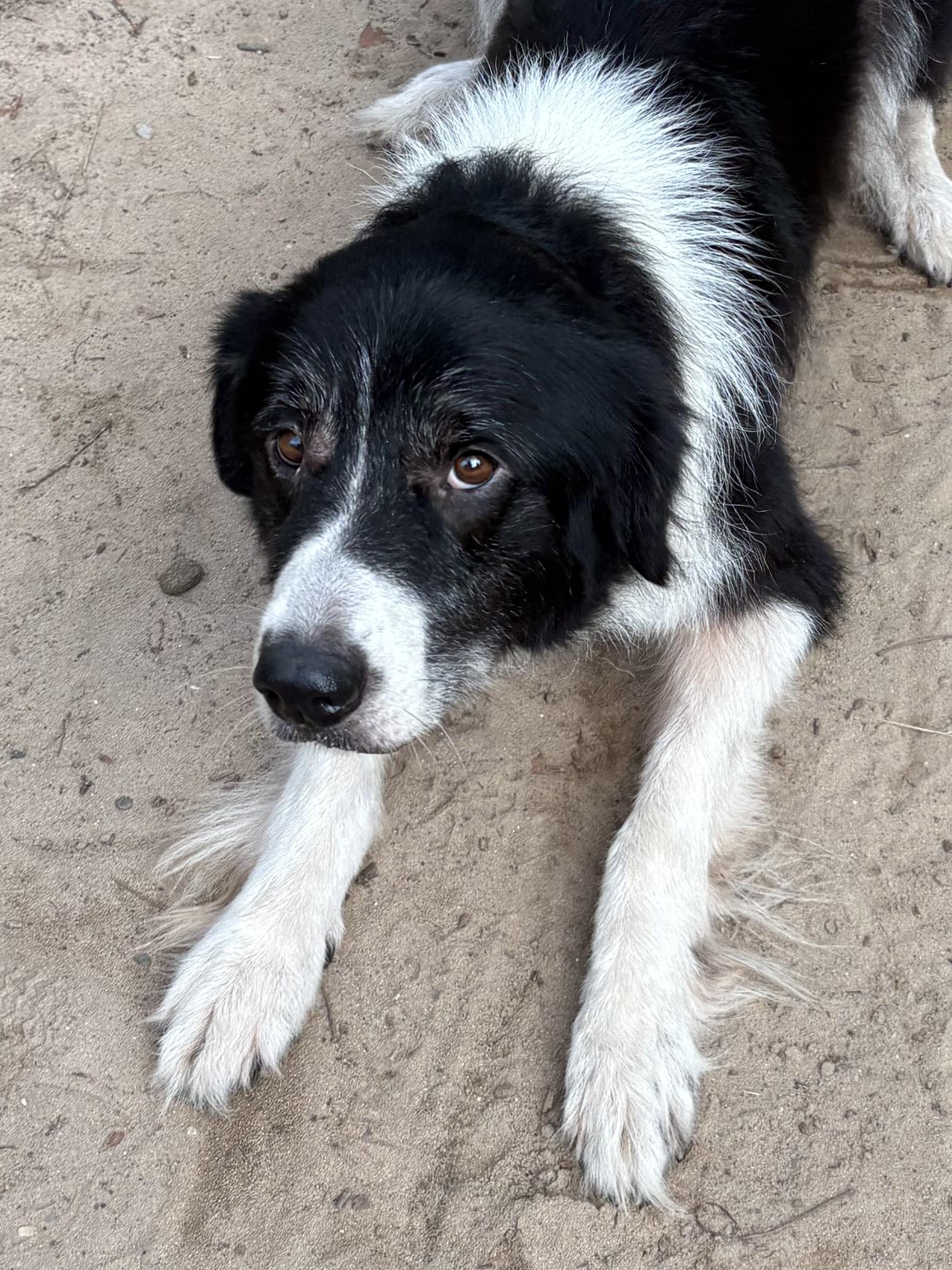 Addie, Adult Female unknown