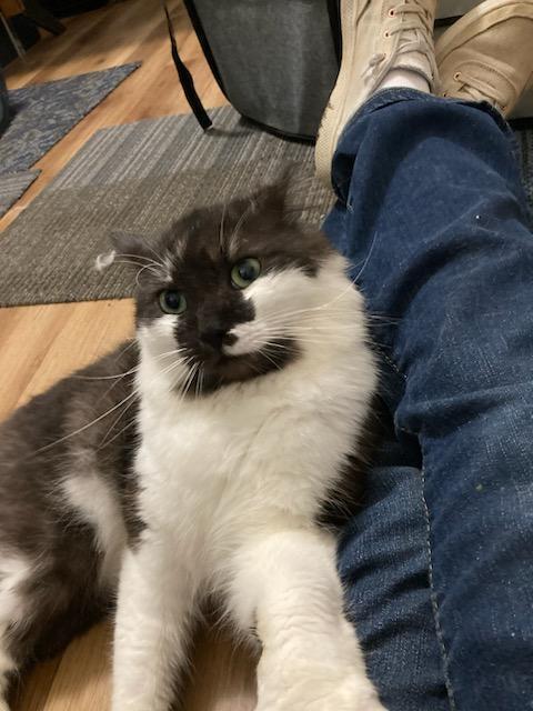 Errol, Adopted, Adult Male Domestic Long Hair.