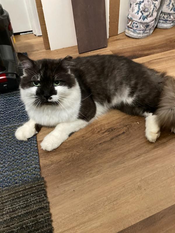 Enlarge Errol, a Adopted mixed breed in Mooresville, NC image 2/3