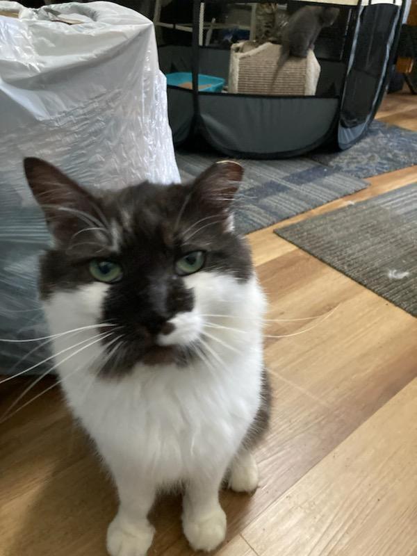 Enlarge Errol, a Adopted mixed breed in Mooresville, NC image 3/3