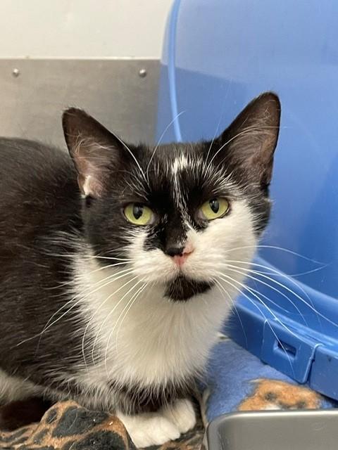Princess, Adoptable, Adult Female Domestic Short Hair.