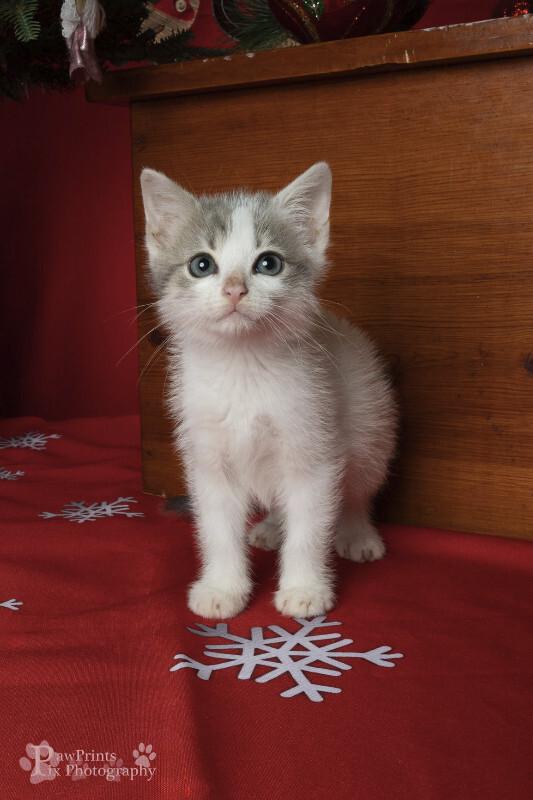 Enlarge AJ, a Adoptable Domestic Short Hair in Maryville, TN image 1/1