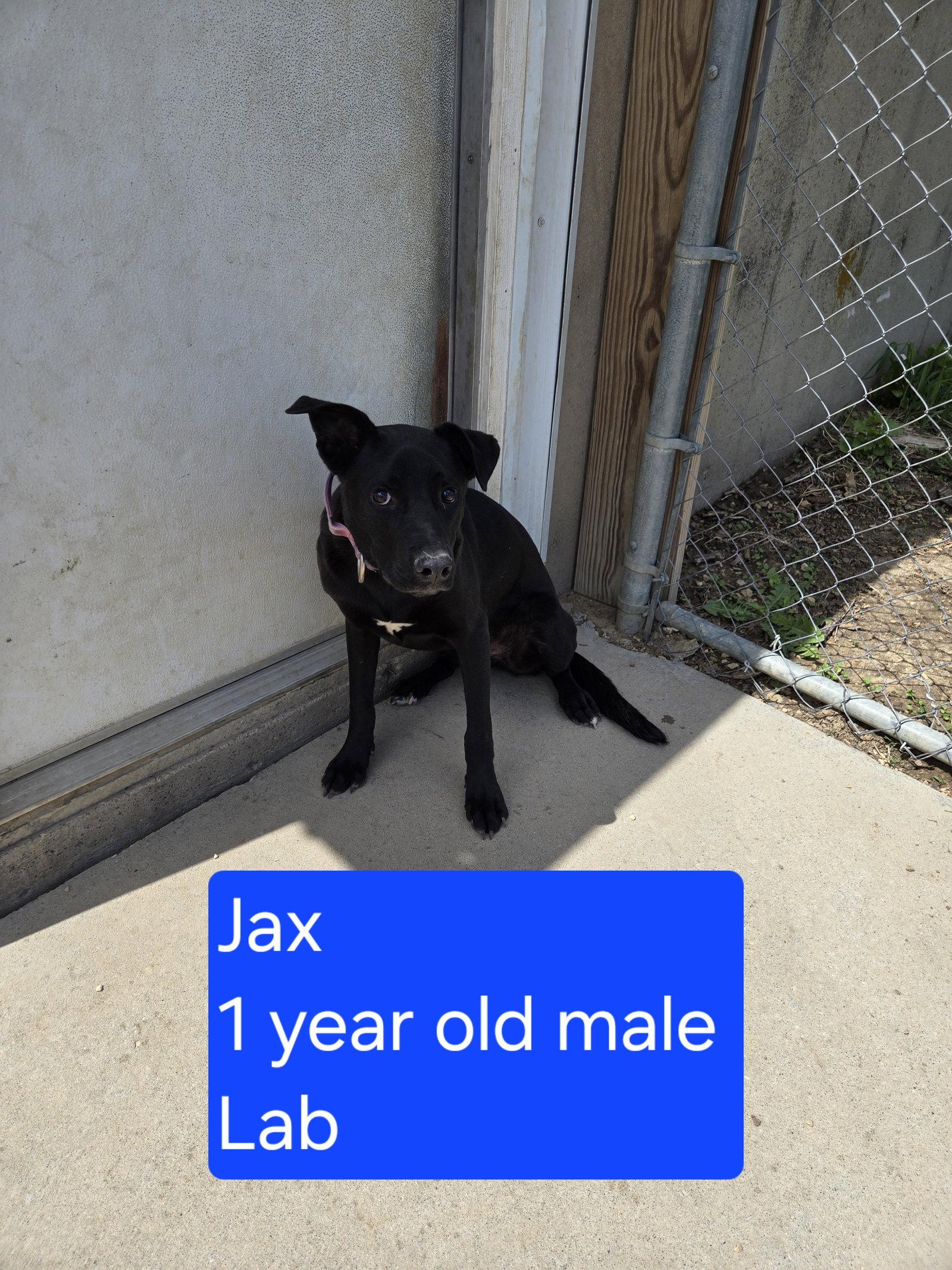 Enlarge Jax, a Adoptable Black Labrador Retriever in Maquoketa, IA image 1/1