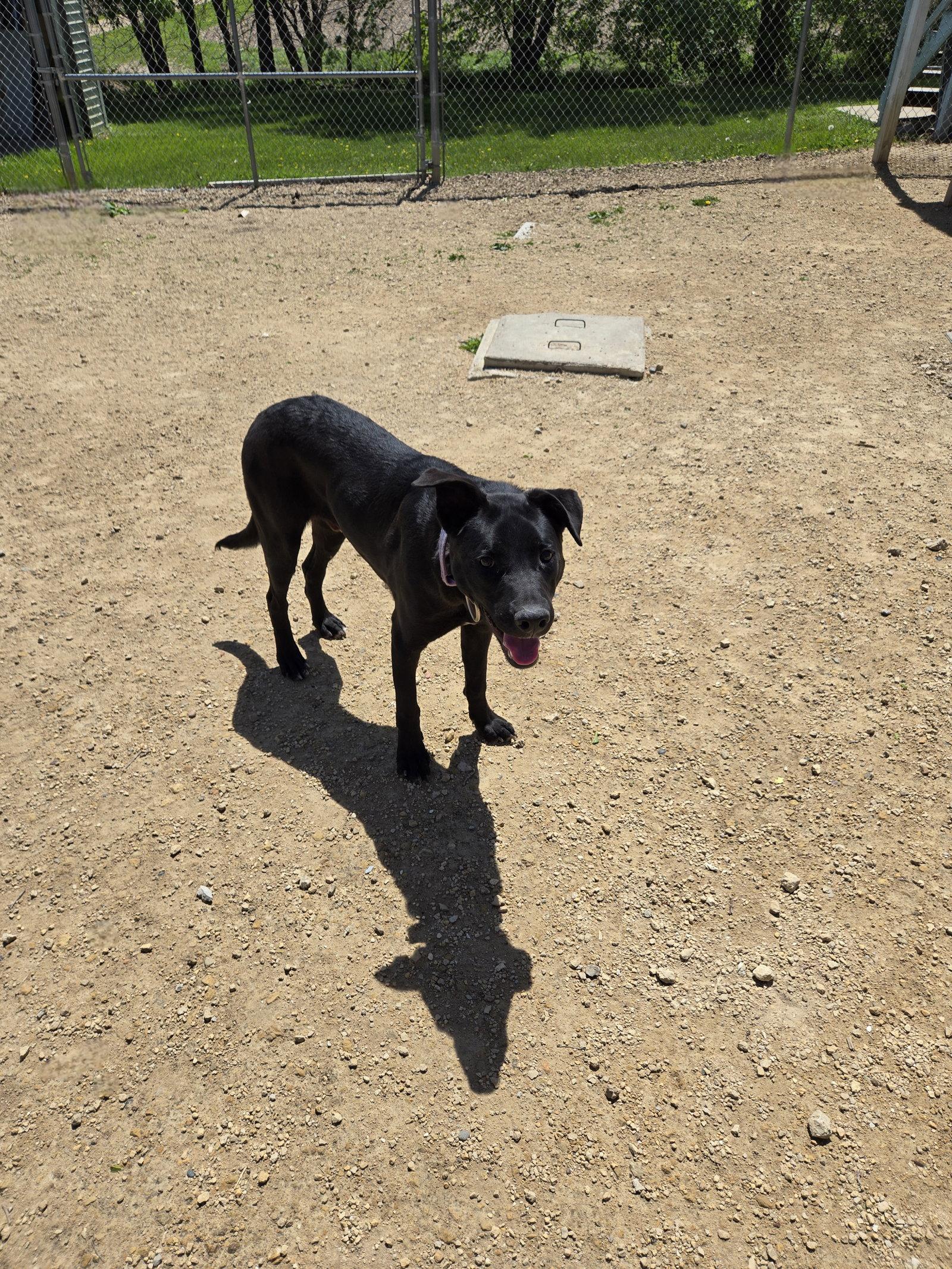 Enlarge Jax, a Adoptable Black Labrador Retriever in Maquoketa, IA image 2/2