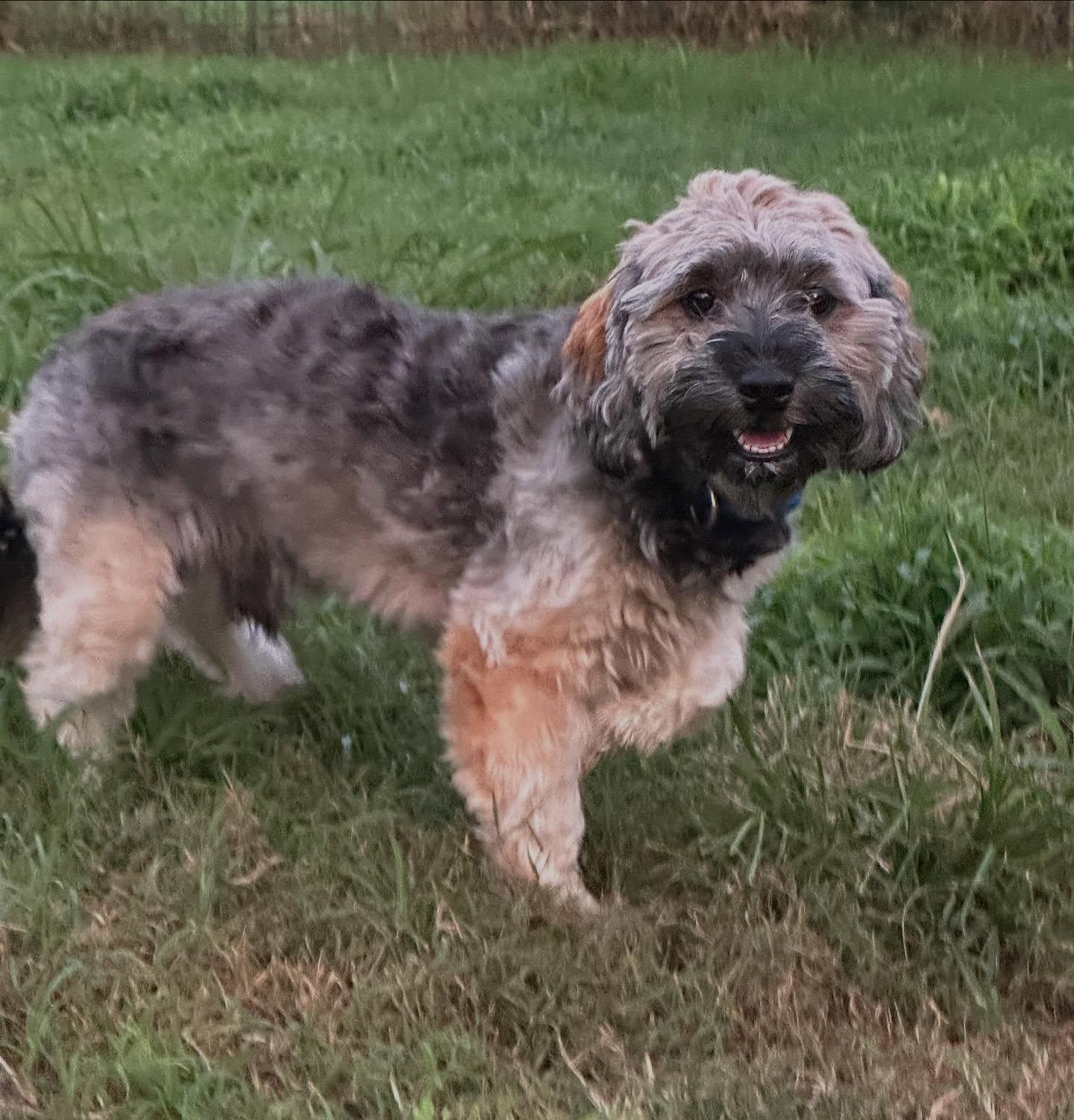 Max, a Adopted Yorkie Poo in Raleigh, NC image 1/4