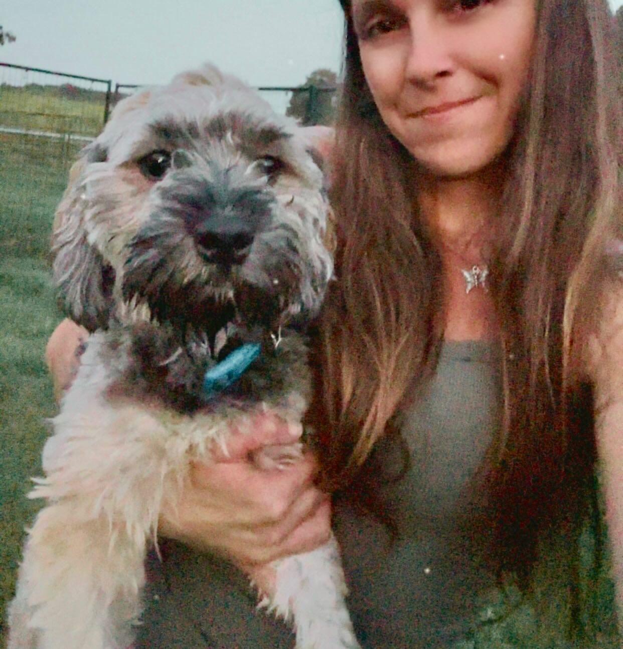 Max, a Adopted Yorkie Poo in Raleigh, NC image 2/4