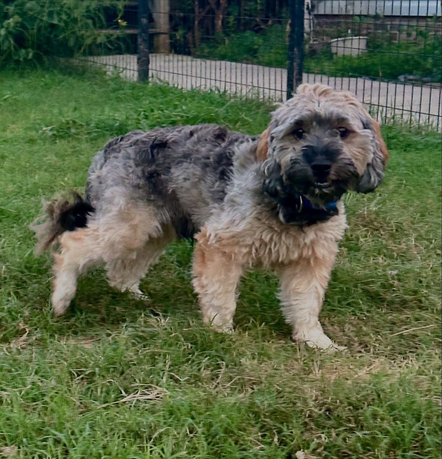 Max, a Adopted Yorkie Poo in Raleigh, NC image 3/4