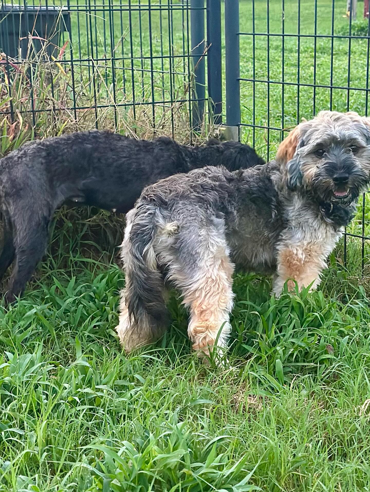 Max, a Adopted Yorkie Poo in Raleigh, NC image 4/4