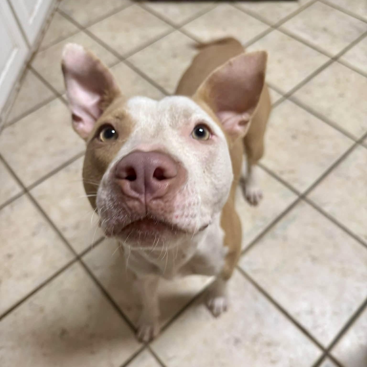 Enlarge Daisy, a Adoptable mixed breed in Montgomery, AL image 3/6