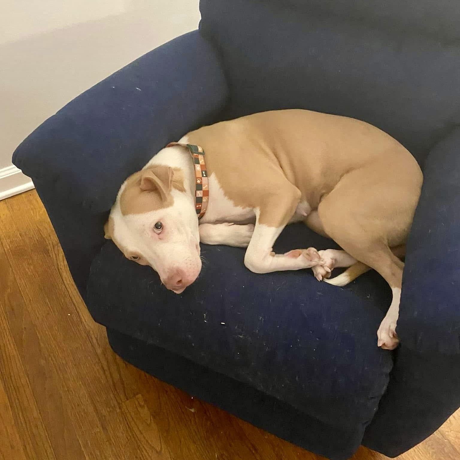 Enlarge Daisy, a Adoptable mixed breed in Montgomery, AL image 6/6