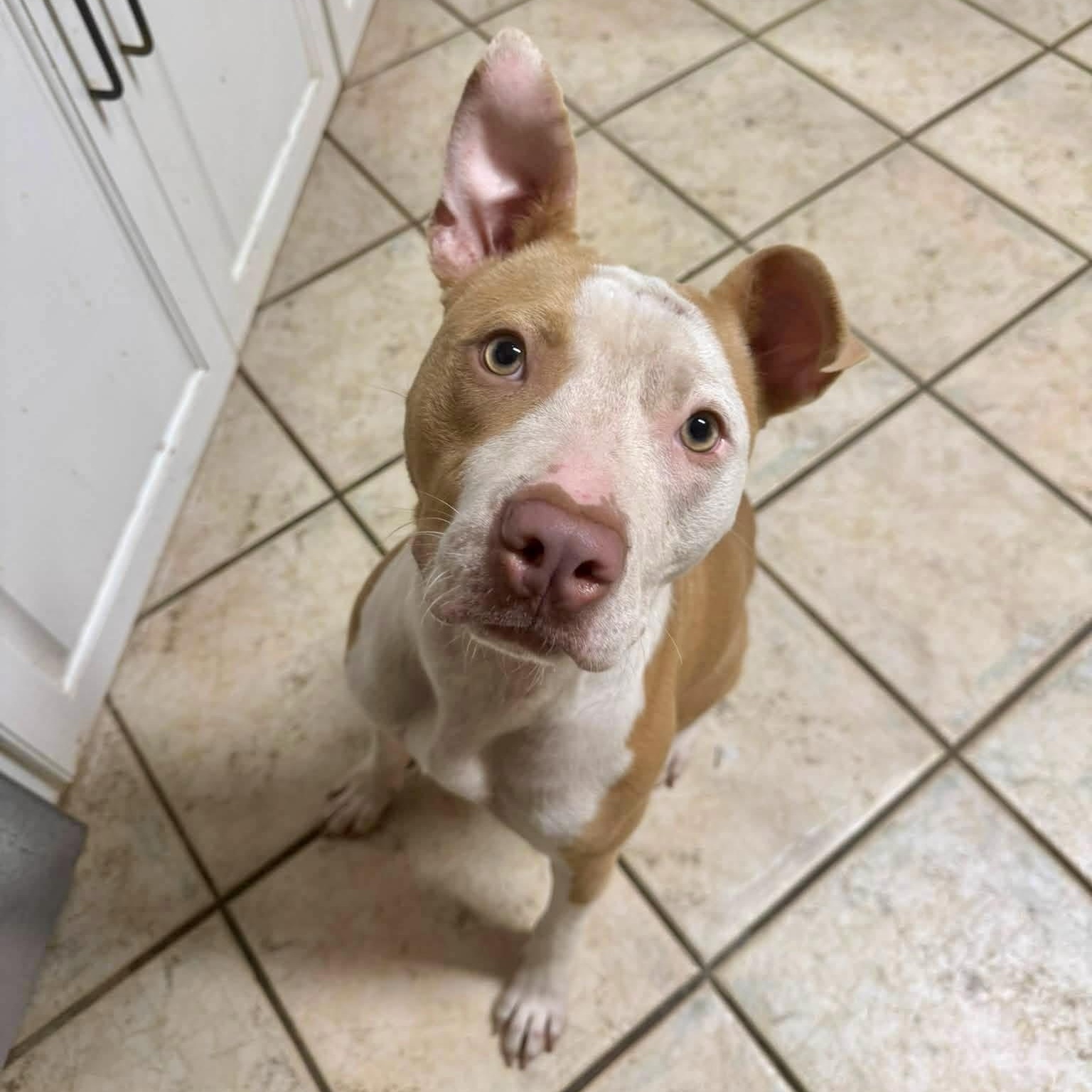 Enlarge Daisy, a Adoptable mixed breed in Montgomery, AL image 4/6