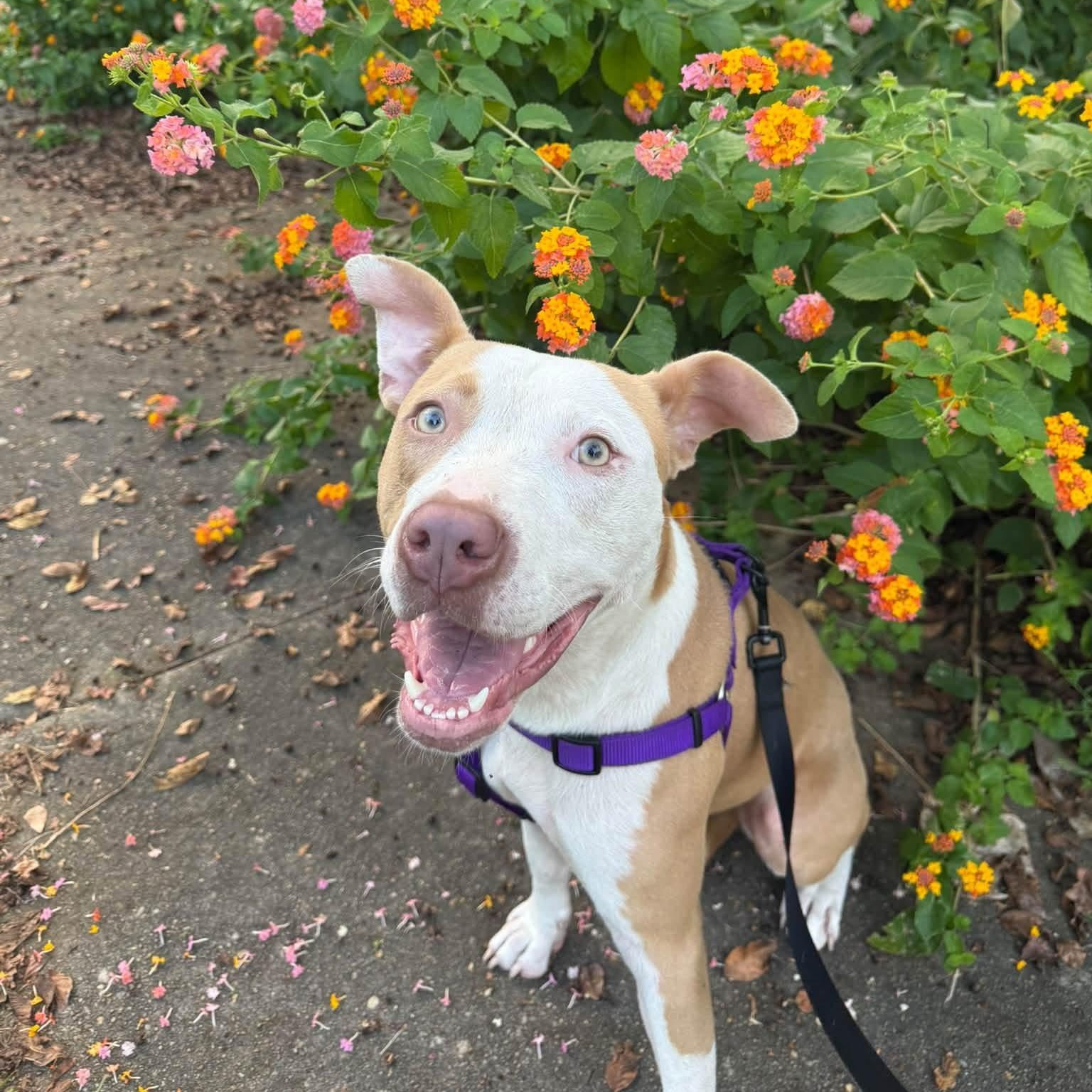Daisy, Adoptable, Adult Female Pit Bull Terrier.