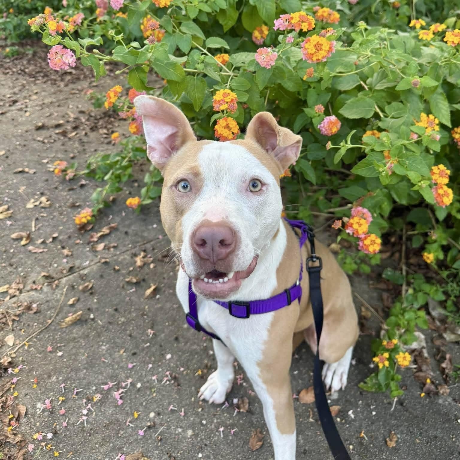 Enlarge Daisy, a Adoptable mixed breed in Montgomery, AL image 2/6