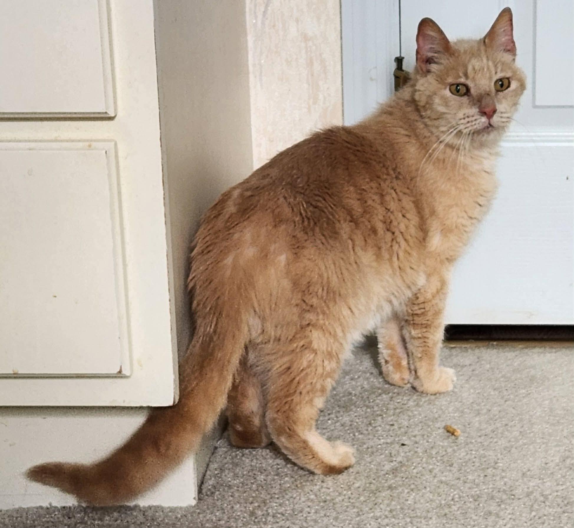 Enlarge Franklin, a ADOPTABLE Domestic Short Hair in Inez, KY image 3/3