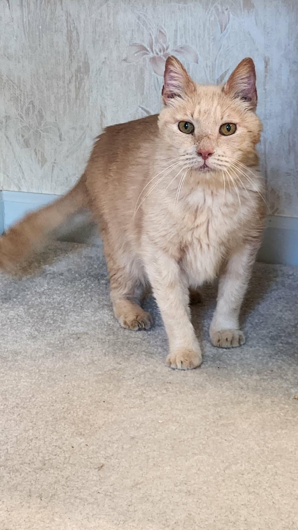 Franklin, ADOPTABLE, Adult Male Domestic Short Hair.