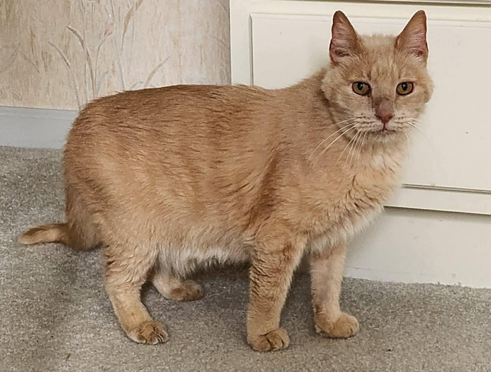 Enlarge Franklin, a ADOPTABLE Domestic Short Hair in Inez, KY image 2/3