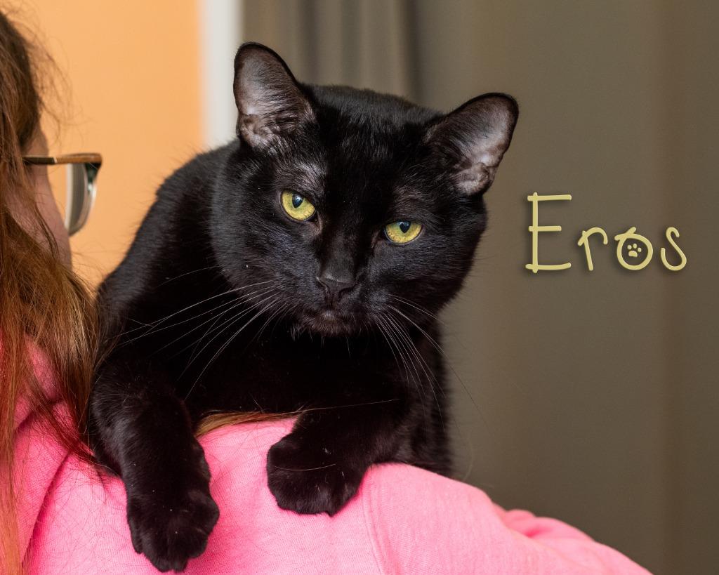 Eros , adopted, Adult Male Domestic Short Hair.