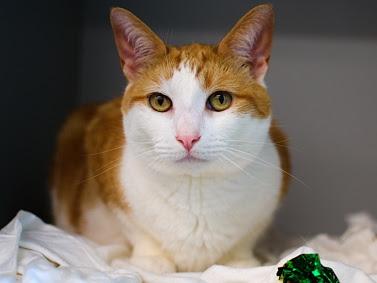 Enlarge Dojo, a Adoptable mixed breed in New York, NY image 1/2