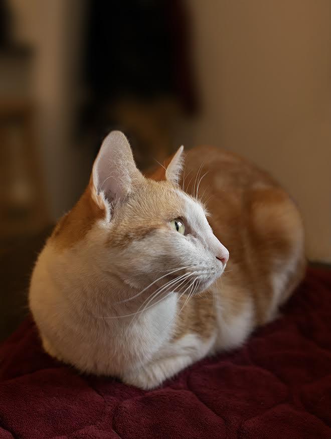 Enlarge Dojo, a Adoptable mixed breed in New York, NY image 2/2