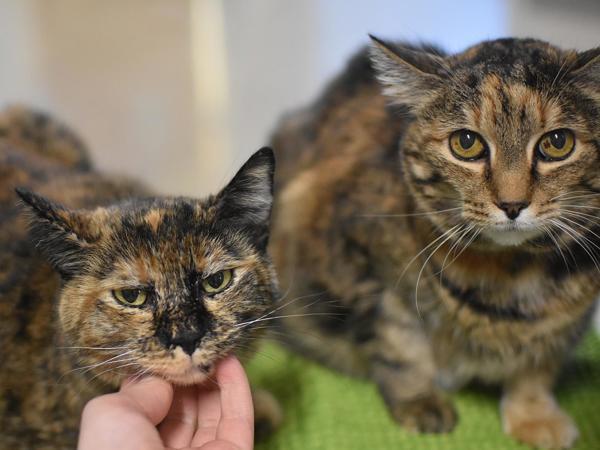 Parmesan And Romano, Adoptable, Senior Female Domestic Short Hair.